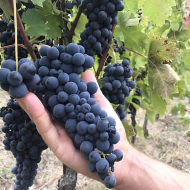 Villages, vineyards and taste: the grape harvest in Cilento