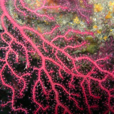 Snorkeling in Palinuro