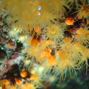 Diving in Capo Palinuro